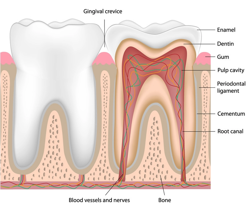 tooth-anatomy
